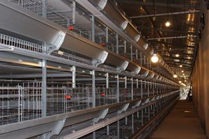 Nouveau système d'élevage de poulets en acier JiHua Chili, équipement de cage à poules automatique de type H pour 20 000 oiseaux - Product Image 5