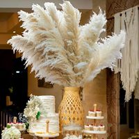 Décoration de mariage bohème en gros, grande plume de pampas séchée, décoration florale, pampas séchée naturelle réelle et préservée pour la décoration