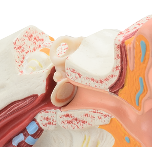Modèle d'Anatomie d'Oreille Humaine pour Enseignement Médical, Mini, en PVC avec Base - Product Image 4