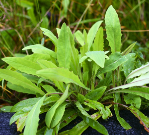 パトリニア抽出物粉末粉末食品グレード - Product Image 3