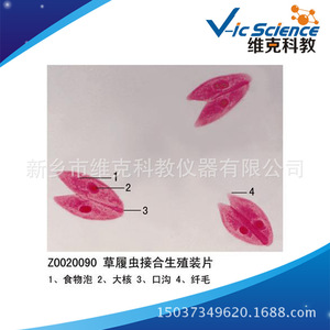 Paramecium conjugation slide, animal, protozoa, plant and animal section specimen, for <b>microscope</b> use. - Product Image 5