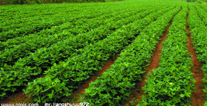 Cacahuetes Congelados IQF Altos en Proteínas, a Base de Plantas, Grado A, Certificación ISO, 24 Meses de Vida Útil, para Elaboración de Dulces y Alimentos - Product Image 3