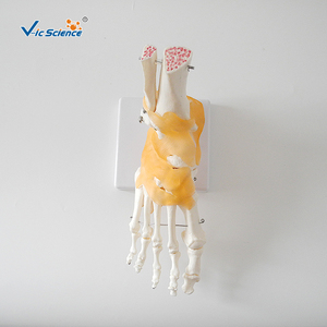 Modelo Anatómico de Pie <span class=keywords><strong>Humano</strong></span> a Tamaño Natural con <span class=keywords><strong>Tobillo</strong></span> y Articulaciones Ligamentosas Vic Science VCM-113A - Product Image 5