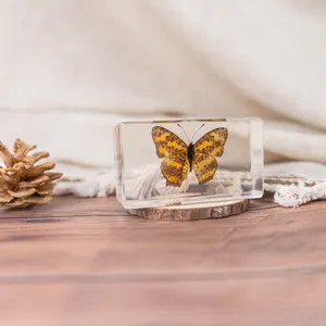 Fabrik heiße Verkäufe Handwerk Geschenk biologische Proben schöne Präparatoren echte Insekten schmetterling Probe Harz Handwerk Schmetterling