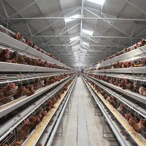 Fabricant professionnel Cage d'élevage de poulets Ferme avicole 3 couches 4 couches 90 poules Cage de poule pondeuse à vendre
