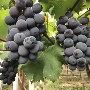 Nho đen hoàn hảo nho đen ngọt ngào bùng nổ với vị ngọt - Product Image 2