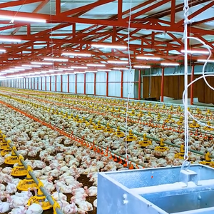 Gran oferta, gallinero, avicultura, bebida automática y alimentación, equipo <span class=keywords><strong>de</strong></span> cría <span class=keywords><strong>de</strong></span> animales y <span class=keywords><strong>aves</strong></span> <span class=keywords><strong>de</strong></span> <span class=keywords><strong>corral</strong></span> - Product Image 5