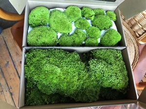 Natural Preserved <strong>Bun</strong> <strong>Moss</strong> Wall Preserved Pole <strong>Moss</strong> Preserved Pole <strong>Moss</strong> - Product Image 4