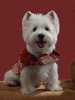 Manteau réversible en coton pour animaux de compagnie, cape pour chats et chiens, vêtements d'hiver modernes et mignons pour Halloween, tendance et populaire