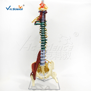 Modelo de Anatomía de Columna Vertebral Médica / 85 cm con Músculos, Segmento de Cadera Superior, Demostración de Hernia Discal Móvil, para Enseñanza - Product Image 1