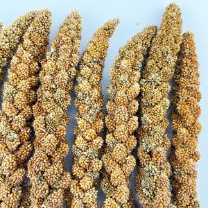 Vente en gros de 8-12 pouces de pulvérisation de <span class=keywords><strong>millet</strong></span> rouge alimentation des <span class=keywords><strong>oiseaux</strong></span> de haute qualité vente chaude à bas prix catégorie de produits d'alimentation pour animaux - Product Image 5