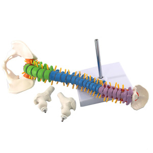 Recursos Didácticos, Modelo <span class=keywords><strong>de</strong></span> Anatomía <span class=keywords><strong>de</strong></span> 45 CM, Columna Vertebral y Pelvis Humana con <span class=keywords><strong>Huesos</strong></span> <span class=keywords><strong>de</strong></span> Pierna (Blanco), Certificado ISO para Enseñanza Médica - Product Image 5