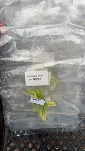 稀有龟背竹杂色组织培养植物 - 3-5厘米，实验室栽培，独特的收藏级叶材，经过植物认证 - Product Image 6