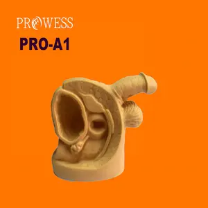PRO-A1 Inside and outside male sexual organs and urethral catheterization human anthropometric dummy