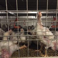 Bon prix Cage en batterie pour poulet de chair avec mangeoire et abreuvoir automatique pour la viande, le poulet et la volaille