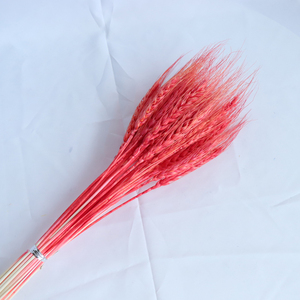 <span class=keywords><strong>Bouquet</strong></span> d'herbe séchée du Yunnan, plantes naturelles, oreilles <span class=keywords><strong>de</strong></span> <span class=keywords><strong>blé</strong></span> véritable, multicolores, <span class=keywords><strong>mariage</strong></span>, fête des mères, Pâques, Noël, Halloween, maison - Product Image 4