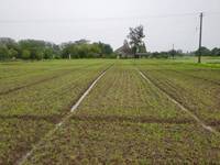 Semoir pneumatique à 12 sorties 200L |   Semoir haute vitesse à double moteur pour semis et fertilisation