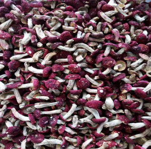 Séchoir à champignons électrique avec contrôle de température microélectronique - Product Image 5
