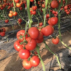 <strong>Tomato</strong> <strong>Support</strong> Clips <strong>Tomato</strong> Vegetable <strong>Support</strong> J-hook Clips to Prevent <strong>Tomatoes</strong> From Pinching or Falling off - Product Image 4