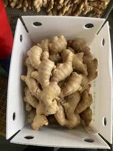 <span class=keywords><strong>Jengibre</strong></span> Fresco Orgánico, Ingredientes Alimenticios Naturales de Vietnam - Product Image 2
