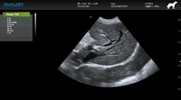 Appareil d'échographie Doppler couleur vétérinaire haut de gamme EURVET, système sur chariot 4D avec écran LED HD de 19 pouces
