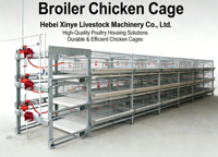 Équipement d'élevage de poulets de chair automatique galvanisé moderne, cage à poulets de chair de type H pour 60 à 80 poulets, un ensemble