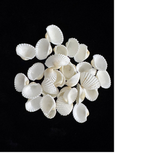 <span class=keywords><strong>100</strong></span> Piezas de Conchas Marinas en Forma de Corazón de 1.5-2.5 CM, Blancas, Pequeñas, para Pintar, Decoración de Bodas y Playa, al por Mayor - Product Image 3