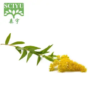 Wholesale Bulk Golden Rod Extract 5% Flavonoids Extract Powder