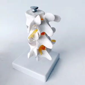 SCIEDU 3 vertebra cakram Lumbar manusia Model anatomi manusia herniasi tulang belakang vertebra dapat dilepas untuk Chiropractor - Product Image 6