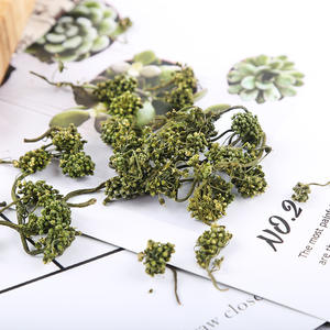 Atacado 500g Bulk New Dry Goods Orgânico Saudável Flor Chá Produtos Agrícolas <span class=keywords><strong>Ginseng</strong></span> <span class=keywords><strong>Flower</strong></span> - Product Image 2