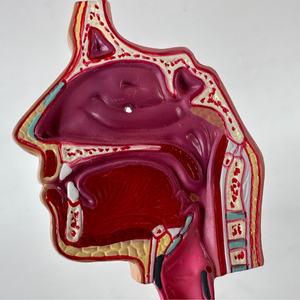 Modèle du système respiratoire humain KyrenMed 1/2 grandeur nature, tête humaine, larynx, poumon, trachée, organes du système respiratoire avec support - Product Image 5