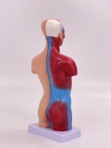 28cm人間のトランク医療教育モデル解剖学的胴体ボディパーツ教育用品 - Product Image 4