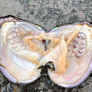 หอยมุกน้ำจืดธรรมชาติแบบเปิด มุกหลายสี ขายส่ง สำหรับงาน DIY - Product Image 3