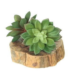<span class=keywords><strong>Planta</strong></span> Suculenta Artificial <span class=keywords><strong>de</strong></span> <span class=keywords><strong>Echeveria</strong></span> Falsa al por Mayor <span class=keywords><strong>de</strong></span> Fábrica para Decoración - Product Image 4