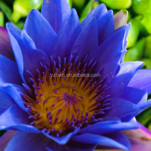 Té <span class=keywords><strong>de</strong></span> Flor <span class=keywords><strong>de</strong></span> Loto Seca Perfumada, Lirio <span class=keywords><strong>de</strong></span> Agua Azul, Té Herbal Orgánico Relajante, Té <span class=keywords><strong>de</strong></span> Flor <span class=keywords><strong>de</strong></span> Loto en Flor (Paquete Suelto) - Product Image 2