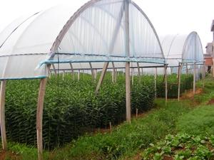 Film plastique agricole transparent en polyéthylène, <span class=keywords><strong>200</strong></span> <span class=keywords><strong>microns</strong></span>, utp à uv, feuille à couverture de 10m - Product Image 6