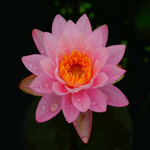 Nymphaea 'Princess <span class=keywords><strong>Elizabeth</strong></span>' - une plante aquatique adaptée aux bassins de jardin et aux serres - Nénuphar 'Princess <span class=keywords><strong>Elizabeth</strong></span>' - Product Image 5