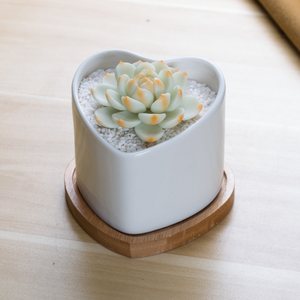 Vaso in Ceramica Bianca a Forma di Cuore Personalizzato per <span class=keywords><strong>Piante</strong></span> Succulente - Product Image 3