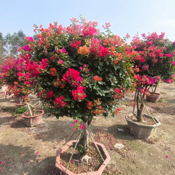 Bougainvillea Premium сельскохозяйственный продукт для дома или сада