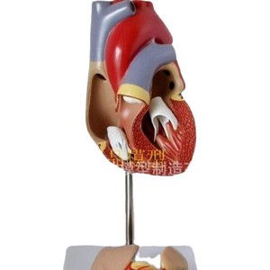 Modèle de cœur humain 1:1, Doppler couleur à ultrasons, modèle pédagogique d'anatomie cardiaque en cardiologie médicale, cœur naturel grandeur nature - Product Image 3