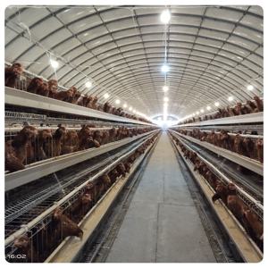 2025 venda quente equipamentos agrícolas AType gaiola animal para galinhas camada Hot Dip Galvanização <span class=keywords><strong>Material</strong></span> - Product Image 4