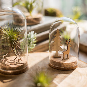 Купольная консервированная Цветочная Роза, оптовая продажа, мини прозрачная геодезическая Декор для дома, стеклянный цилиндр народного искусства - Product Image 2