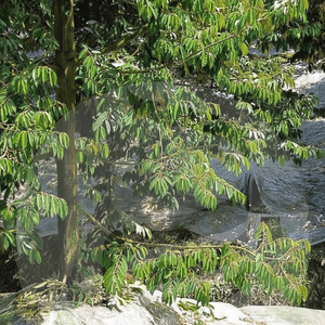 ฟิล์มคลุมดินเกษตรเกรดพรีเมียมสำหรับฐานต้นขนุน ช่วยควบคุมอุณหภูมิและรักษาความชื้นได้อย่างมั่นคง - Product Image 1