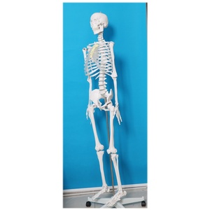 Nuevo Modelo de <span class=keywords><strong>Esqueleto</strong></span> Humano Grande de 176 CM, sin Arteria Carótida ni Nervio Espinal, 2025 - Product Image 1