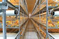 Rôtissoire entièrement automatique équipement automatique de sortie de poulet élevage de volailles cage de poussin élevage de poulets de chair récolte