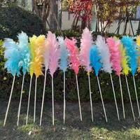 Rumput Pampas Kering Alami Besar Warna Beige untuk Dekorasi Rumah, Wisuda, Hari Ibu, Gaya Bohemian, Ramah Lingkungan, dan Pernikahan