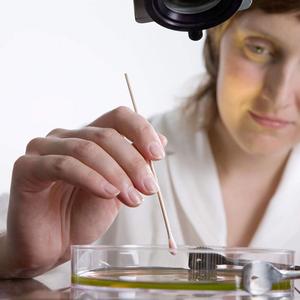 Bastoncillos de algodón de 6 pulgadas con mangos de madera, aplicador con punta de algodón para limpieza electrónica de <span class=keywords><strong>heridas</strong></span> y eliminación de residuos de maquillaje - Product Image 4