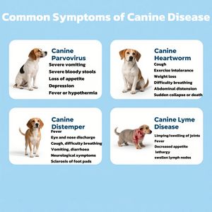 <span class=keywords><strong>Test</strong></span> combiné de parvovirus/<span class=keywords><strong>distemper</strong></span>/ehrichia canins d'équipement vétérinaire - Product Image 4