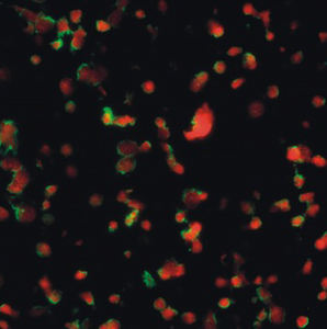 BestScope BS-2044FB <span class=keywords><strong>Microscope</strong></span> biologique binoculaire Fluorescent à éclairage réfléchissant et au mercure - Product Image 4