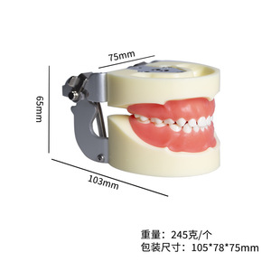Modelos Dentales de Dientes Deciduos para Niños, Equipos y Accesorios de Práctica de Enseñanza Oral, Instrumentos y Materiales de Odontología - Product Image 4